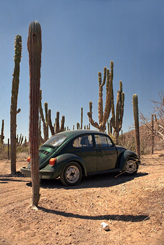 Navigating the Cacti